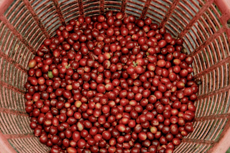 maybeans-chillin-brezilya-Guaxupe-ciftligi