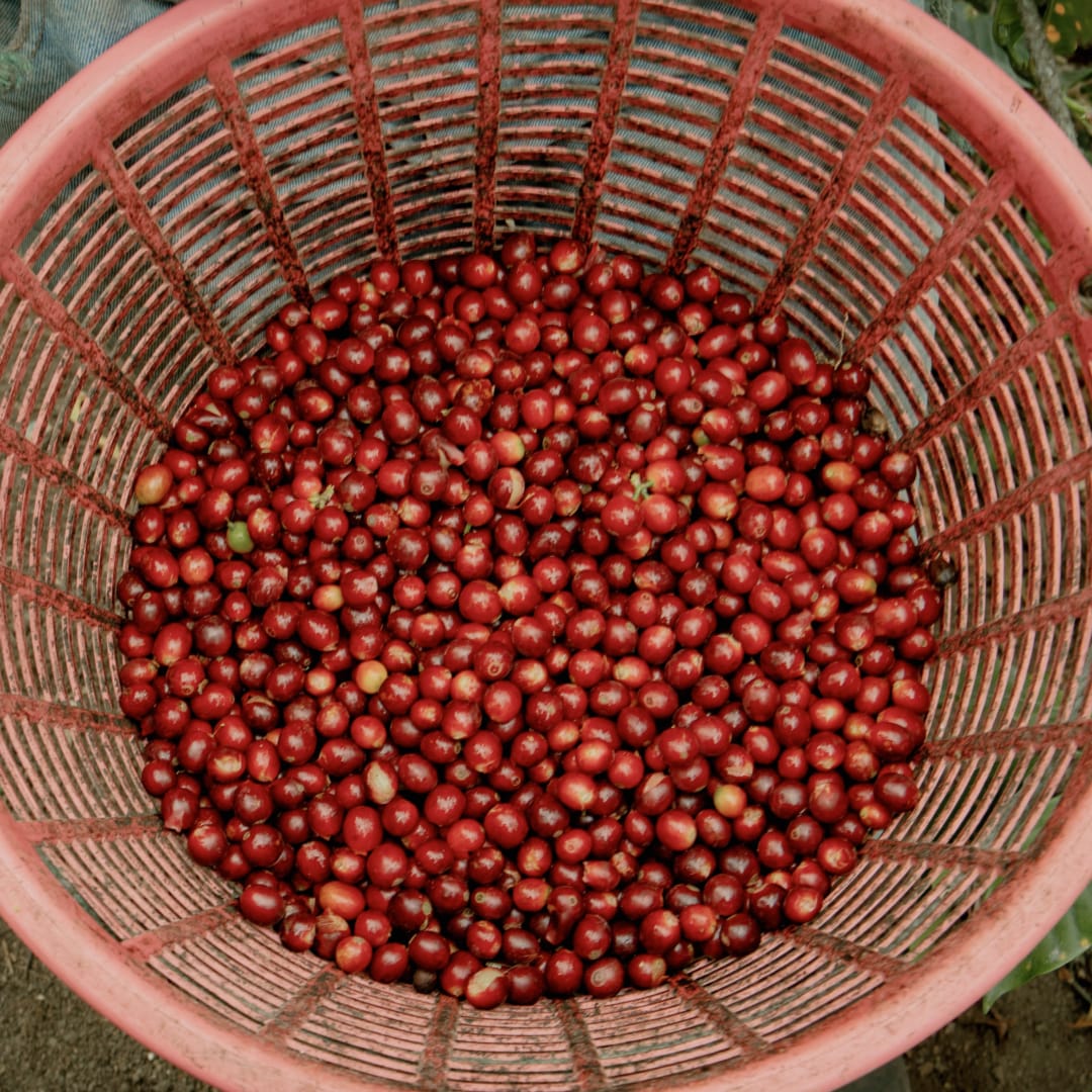 maybeans-chillin-brezilya-Guaxupe-ciftligi