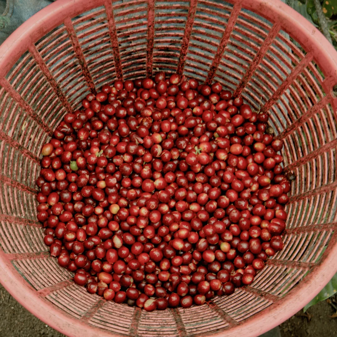 maybeans-chillin-brezilya-Guaxupe-ciftligi