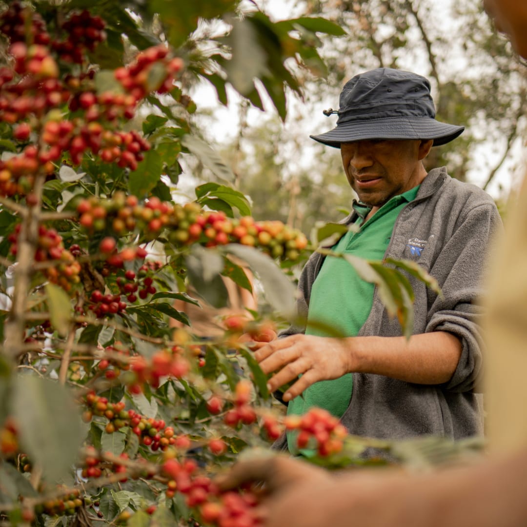 maybeans-spark-ethiopia-Yirgacheffe-ciftlik